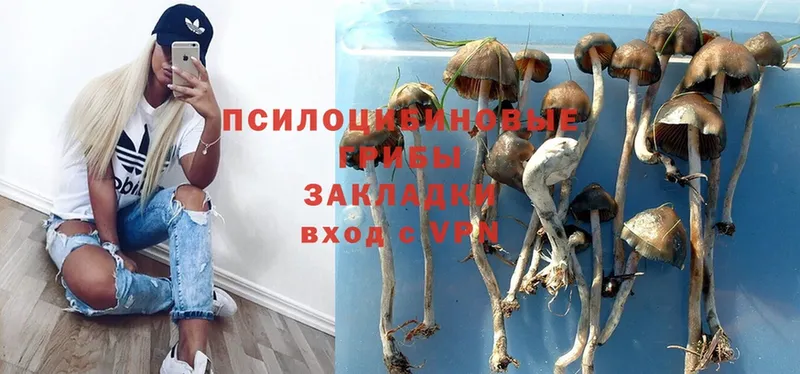 купить наркотики сайты  Нефтекумск  Псилоцибиновые грибы Psilocybe 